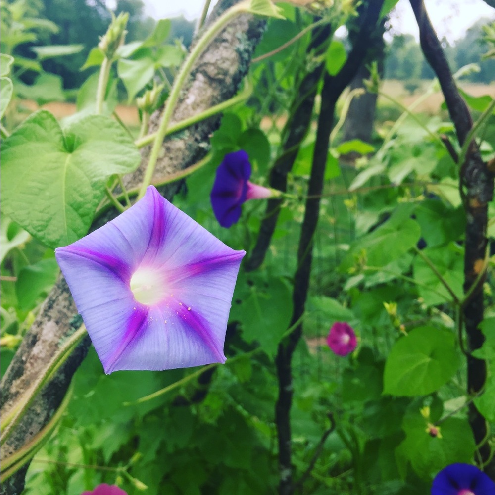 Meet your Posher, Maia